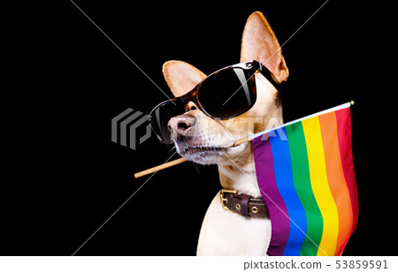 gay pride dog gay pride dog 53859591