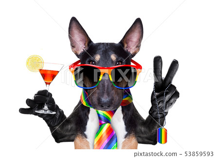 gay pride dog gay pride dog 53859593