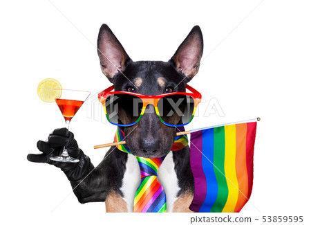 gay pride dog 53859595