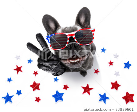 independence day 4th of july dog independence day 4th of july dog 53859601