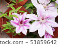 Clematis 53859642