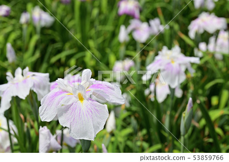 花刺激綻放 53859766