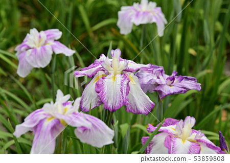 花刺激綻放 53859808