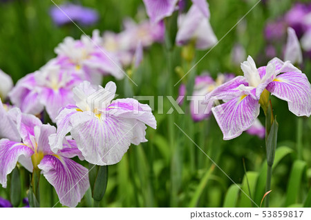 Flower irrita bloom 53859817