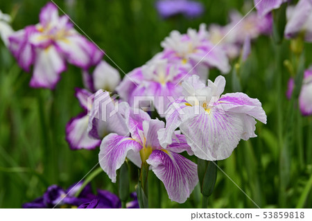 Flower irrita bloom Flower irrita bloom 53859818