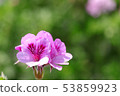 Ginger geranium 53859923