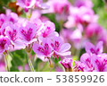 Ginger geranium 53859926