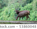 Sambar deer in wild 53860048