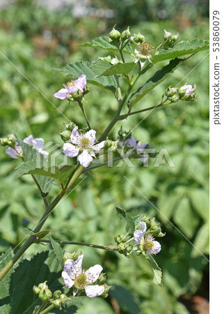 Blackberry flowers Blackberry flowers 53860079