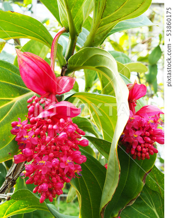 Medinira · Fire bird Medinira · Fire bird 53860175