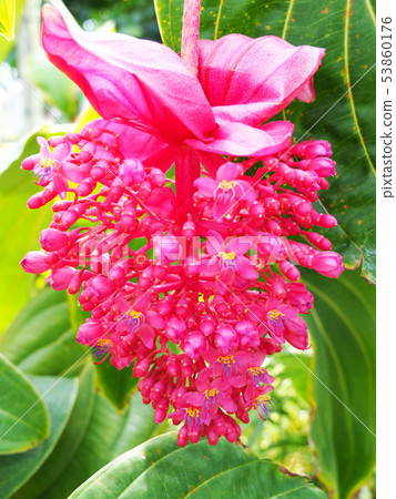 Medinira · Fire bird Medinira · Fire bird 53860176