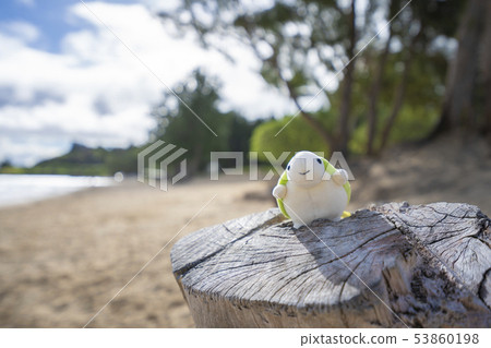 Kailua beach and turtle Kailua beach and turtle 53860198