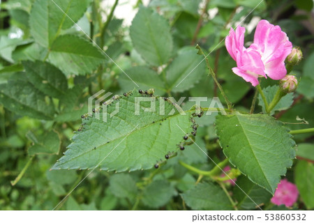 Insect eating rose leaves 53860532