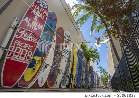 Waikiki surfboard path and white pigeon Waikiki surfboard path and white pigeon 53861832