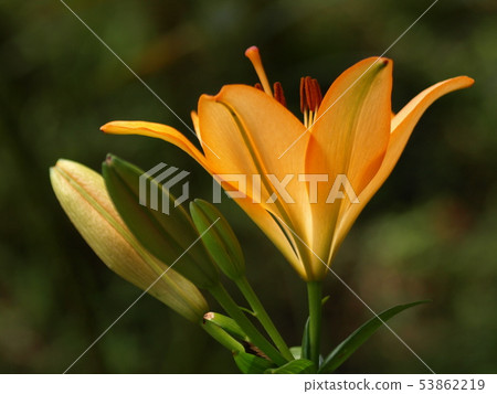 在百合花園裡 在百合花園裡 53862219