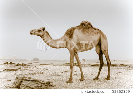 Wild camel in Oman 53862599