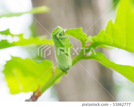 Otoshibumi's Rock (Yoran), the wonder of nature 53862777
