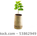 Concept of growing from plant on white background 53862949