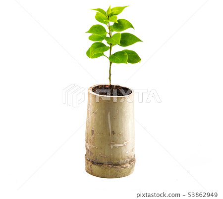 Concept of growing from plant on white background Concept of growing from plant on white background 53862949