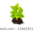 Concept of growing from plant on white background 53862951