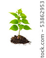 Concept of growing from plant on white background 53862953