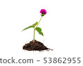 Concept of growing from plant on white background 53862955