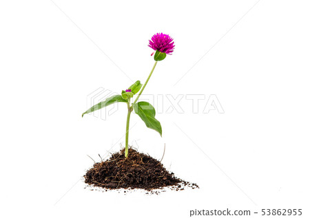 Concept of growing from plant on white background Concept of growing from plant on white background 53862955