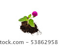 Concept of growing from plant on white background 53862958