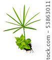 Concept of growing from plant on white background 53863011