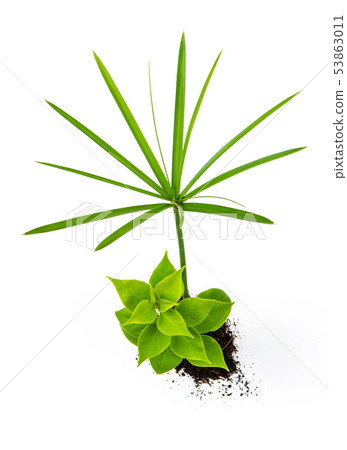 Concept of growing from plant on white background Concept of growing from plant on white background 53863011