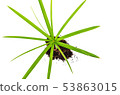 Concept of growing from plant on white background 53863015