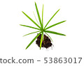 Concept of growing from plant on white background 53863017