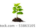 Concept of growing from plant on white background 53863105