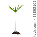 Concept of growing from plant on white background 53863106