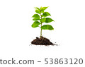 Concept of growing from plant on white background 53863120