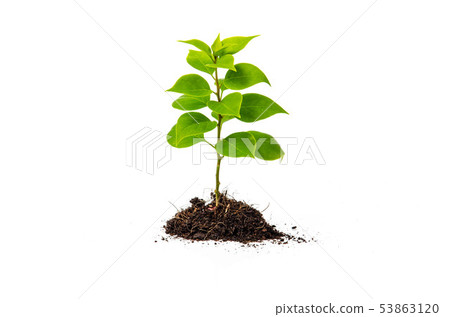 Concept of growing from plant on white background 53863120