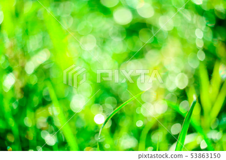 green grass in garden and blur of water drop on green grass in garden and blur of water drop on 53863150