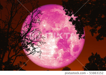 full worm moon back on silhouette plant and trees full worm moon back on silhouette plant and trees 53863152