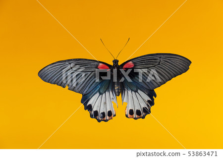 Old Papilio machaon butterfly Old Papilio machaon butterfly 53863471