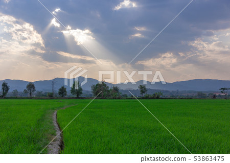 Landscape of Green rice field with mountain Landscape of Green rice field with mountain 53863475
