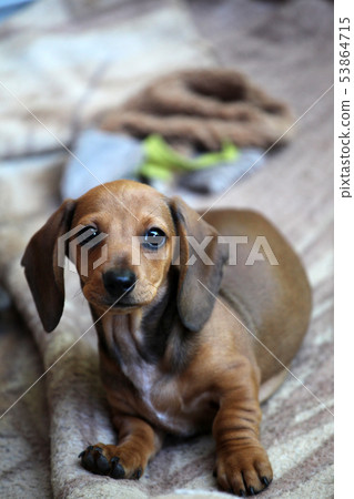 dachshund puppy portrait plaid background  53864715