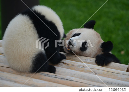 貓熊 貓熊 53864985