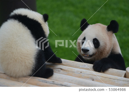 貓熊 53864986