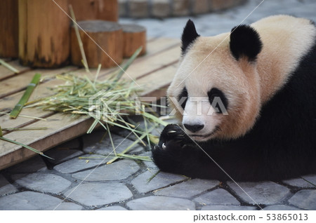 Panda 53865013