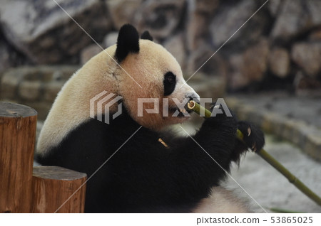 Panda 53865025