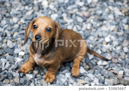 dachshund puppy portrait stone background  53865667