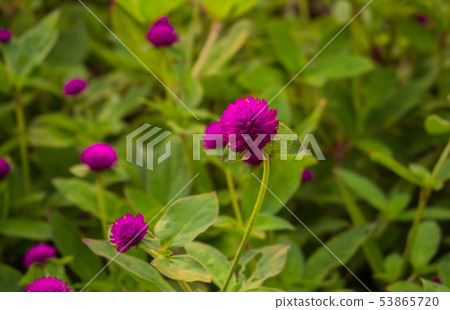 Amaranth Flower Amaranth Flower 53865720
