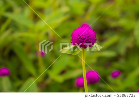 Amaranth Flower 53865722