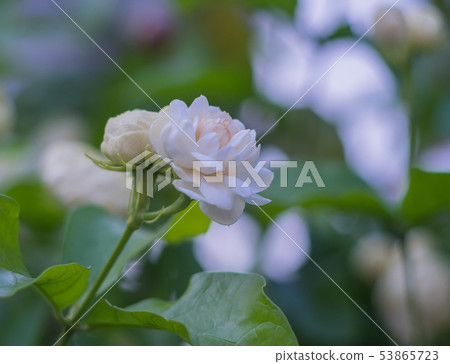 White jasmine White jasmine 53865723