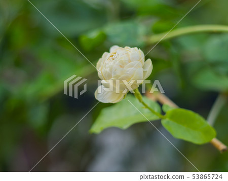 White jasmine White jasmine 53865724